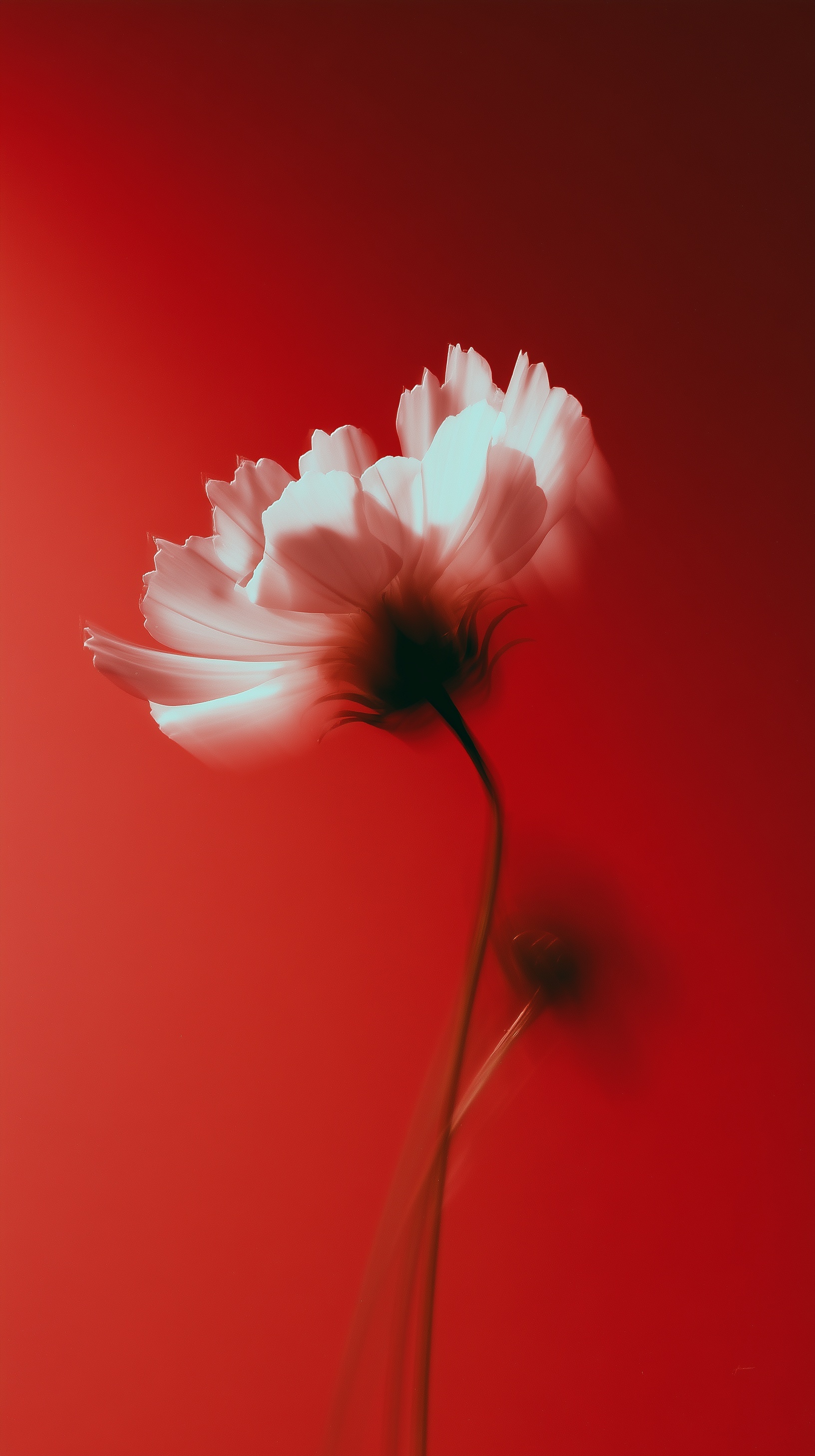Blurry Flower in Motion: Soft Focus Artistry