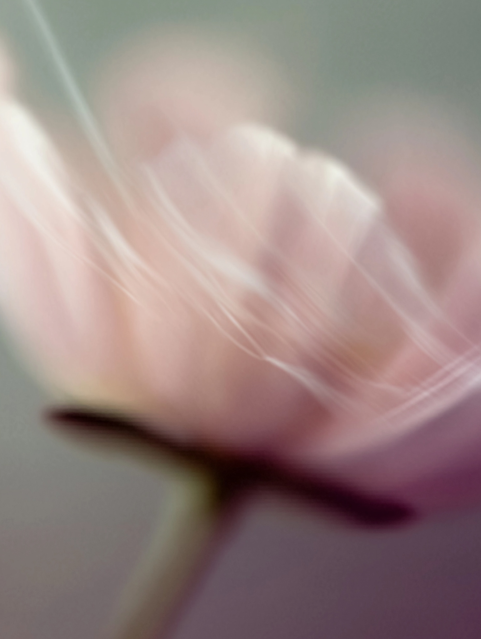 Dreamy Anemone Flower Art - Ethereal Photography