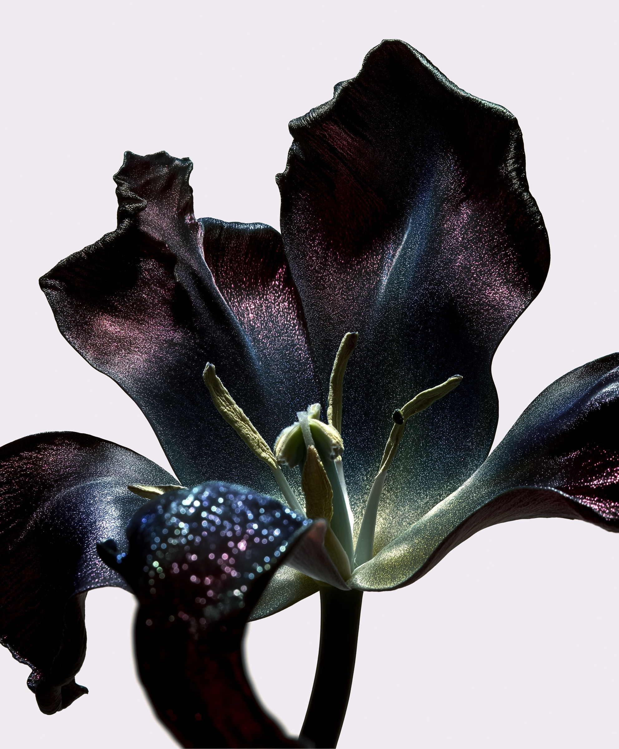 Elegant Metallic Tulip: A Stunning Botanical Close-Up