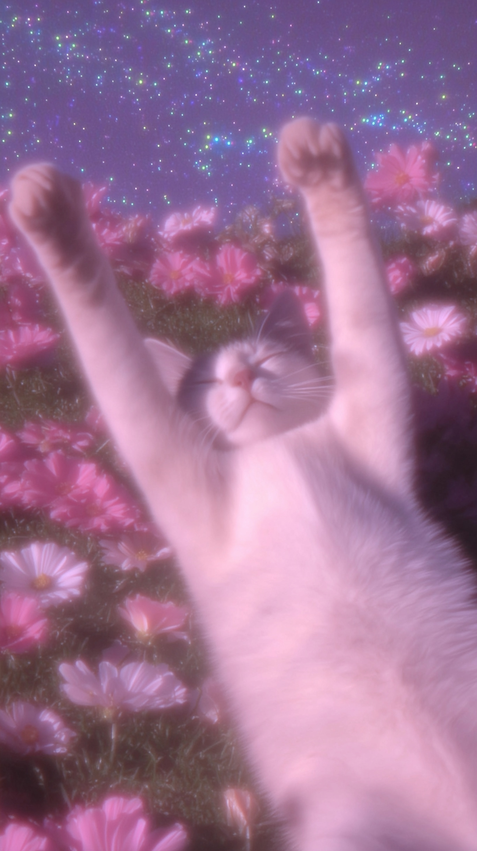 Serene Cat in Flower Field Under the Stars